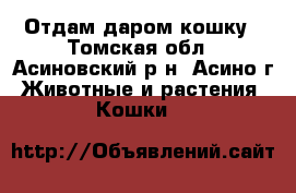 Отдам даром кошку - Томская обл., Асиновский р-н, Асино г. Животные и растения » Кошки   